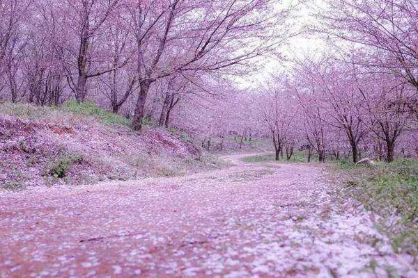 樱花平坝樱花最佳观赏时间_樱花平坝是在哪里_平坝樱花