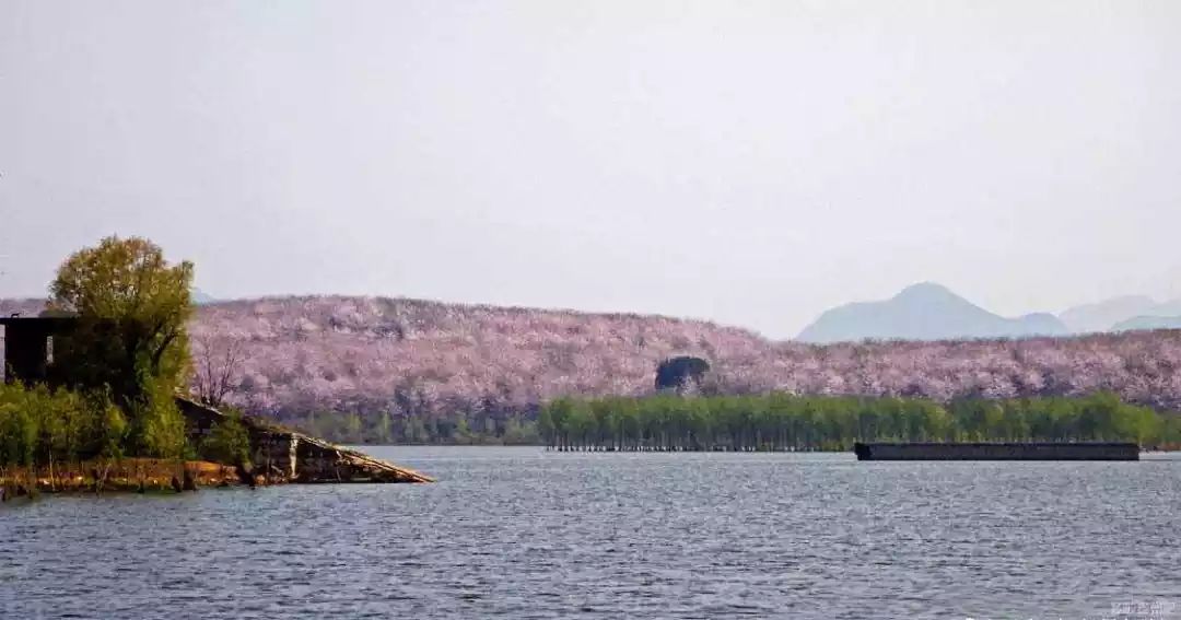 樱花平坝樱花最佳观赏时间_平坝樱花_樱花平坝是在哪里