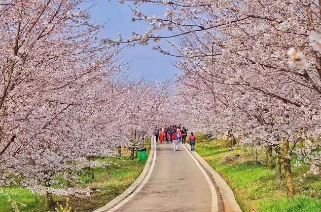 平坝樱花_樱花平坝樱花最佳观赏时间_樱花平坝是在哪里