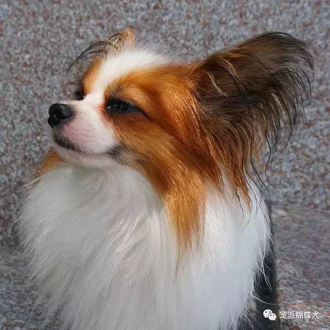 蝴蝶犬为什么禁养_蝴蝶犬_蝴蝶犬的优缺点