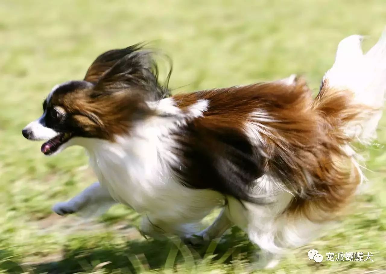 蝴蝶犬的优缺点_蝴蝶犬_蝴蝶犬为什么禁养