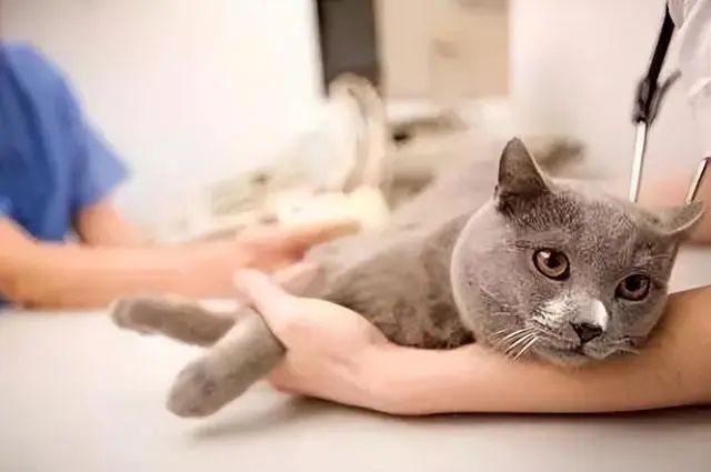 猫瘟猫咪什么症状_猫瘟明显症状_猫瘟症状