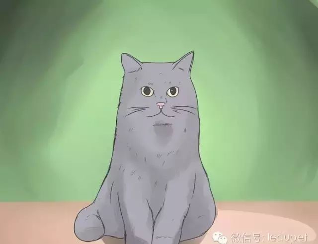 猫瘟症状_猫瘟证状_猫瘟猫咪什么症状