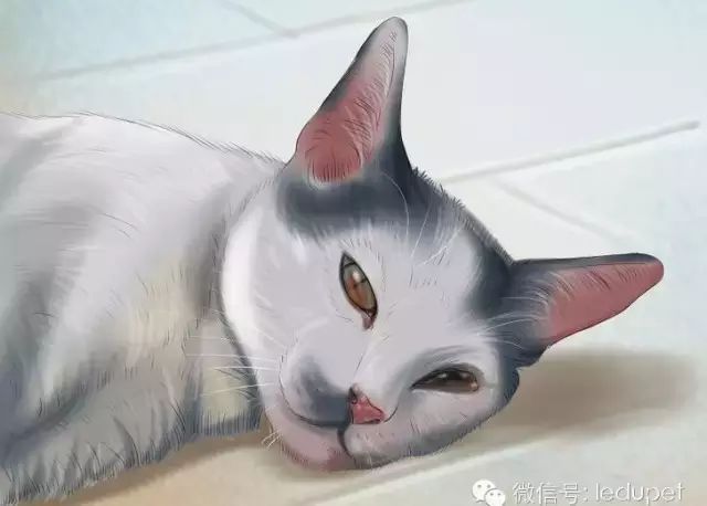 猫瘟症状_猫瘟证状_猫瘟猫咪什么症状