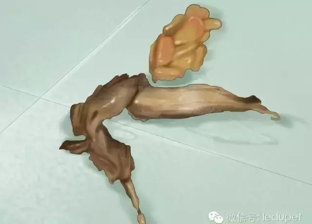 猫瘟证状_猫瘟猫咪什么症状_猫瘟症状