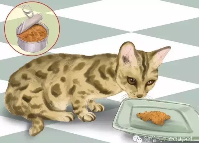 猫瘟猫咪什么症状_猫瘟症状_猫瘟证状