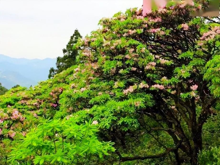 天台山是哪个省的城市_天台山在哪里_天台山