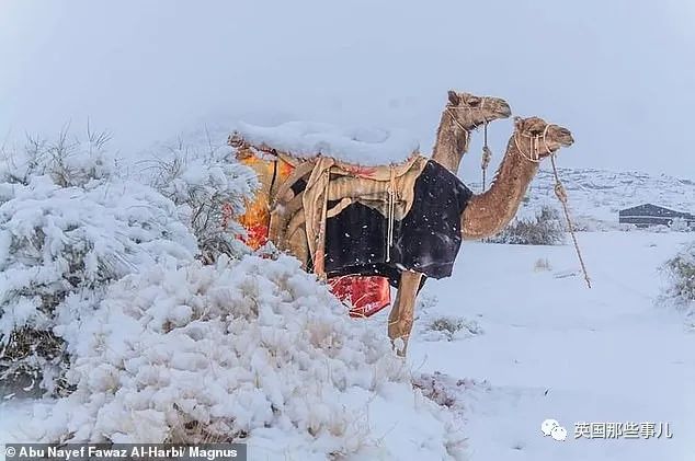 沙漠撒哈拉沙漠在哪_撒哈拉沙漠_沙漠撒哈拉沙漠面积有多大