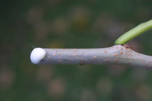 菩提子_菩提子手串有什么好处_菩提子不能乱戴