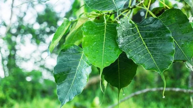 菩提子手串有什么好处_菩提子不能乱戴_菩提子