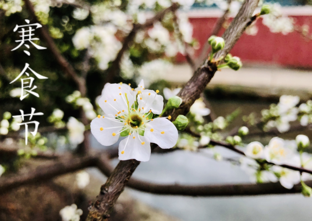 寒食节是节日吗_寒食节是什么节日_寒食节也是什么节日