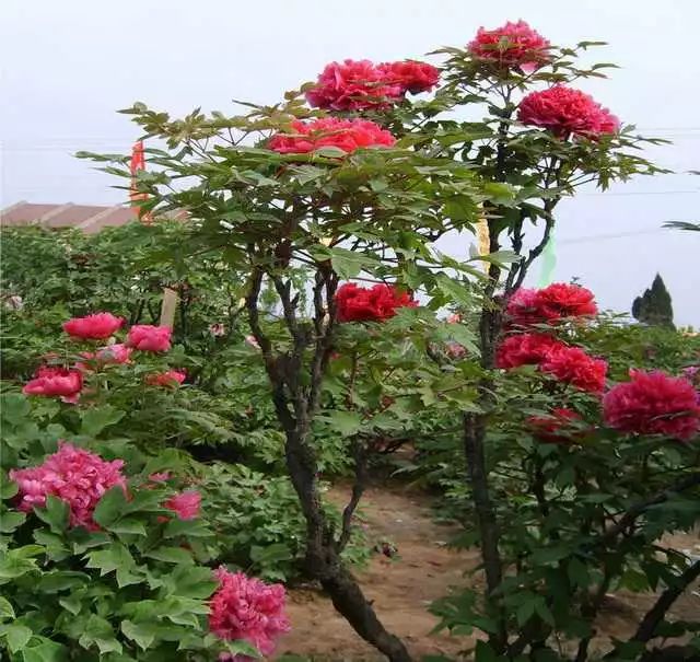 牡丹花已开_牡丹花几月开花_牡丹花开花了