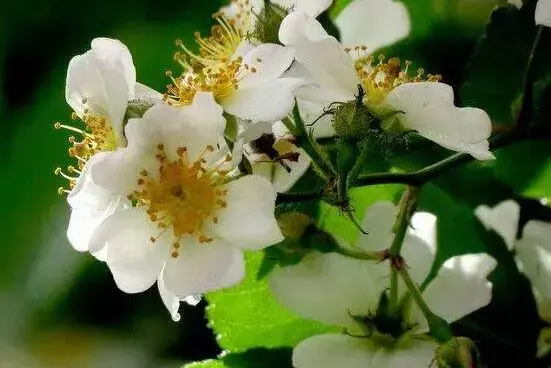 花语黄色玫瑰_黄瑰花代表什么意思_黄玫瑰的花语是什么意思