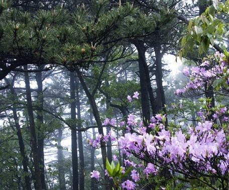 九华山在哪里_九华山旅游攻略_九华山敬香攻略