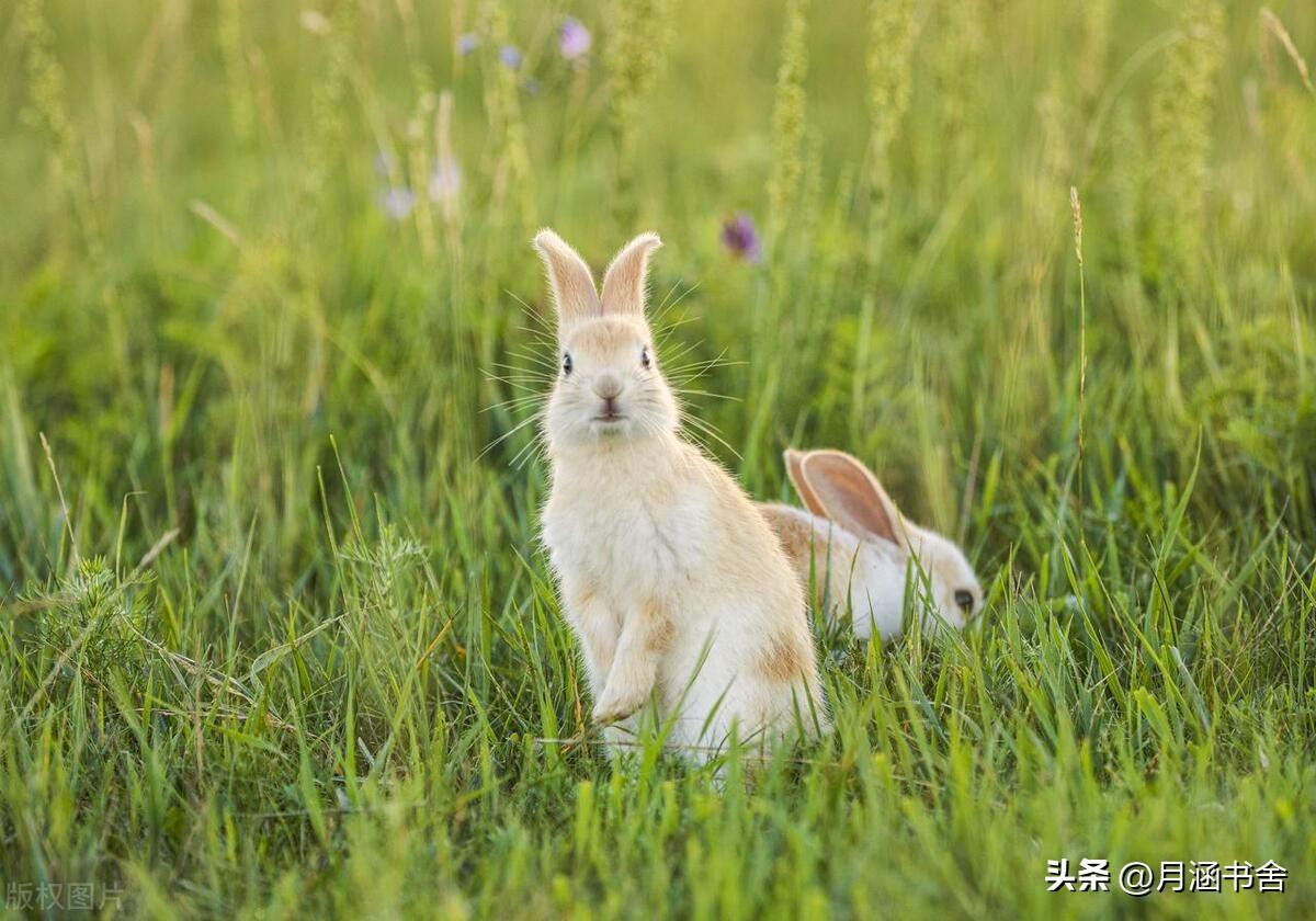 癸卯好不好_癸卯是什么意思_癸卯啥意思