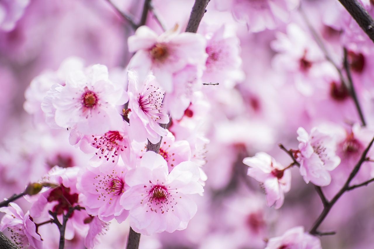 桃花劫是什么意思_桃花劫是指_桃花劫什么意思劫