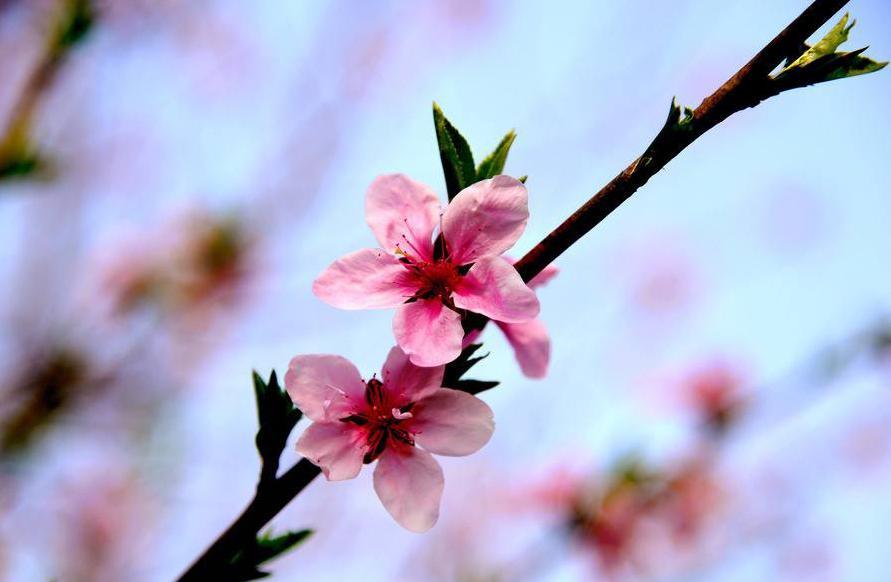 桃花劫是什么意思_桃花劫是啥意恩_桃花劫什么意思劫