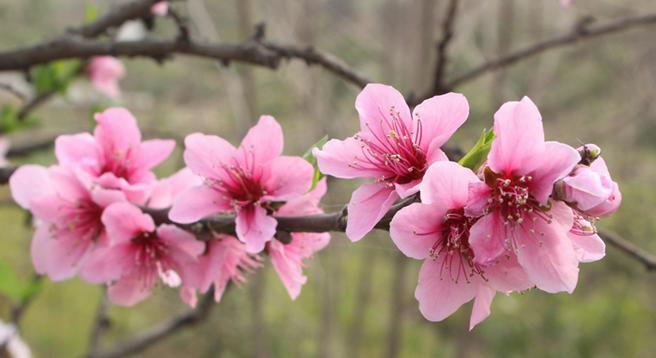 桃花劫是啥意恩_桃花劫是什么意思_桃花劫什么意思劫