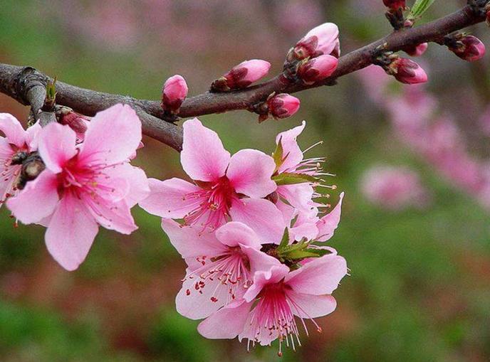 桃花劫是什么意思_桃花劫什么意思劫_桃花劫是啥意恩