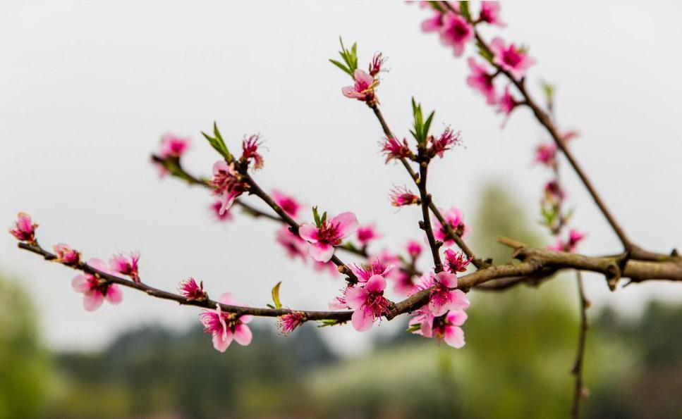 桃花劫是什么意思_桃花劫什么意思劫_桃花劫是啥意恩