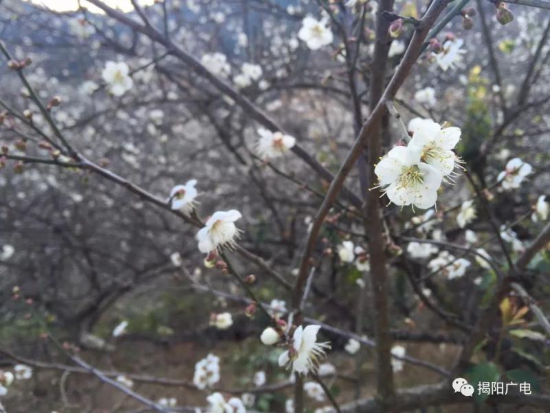 普宁市属于什么_普宁是市还是区_普宁市属于哪个市