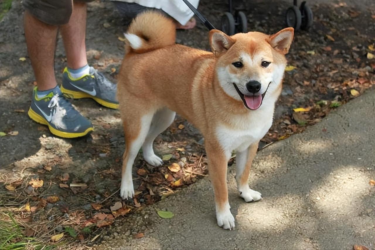 比熊犬多少钱一只_比熊犬比熊_宠物犬比熊