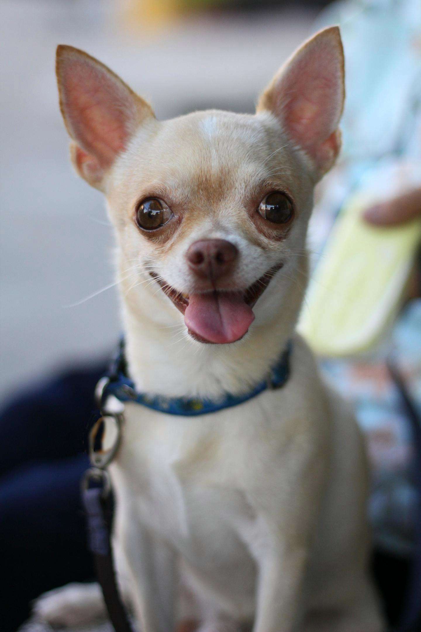 比熊犬多少钱一只_比熊犬比熊_宠物犬比熊