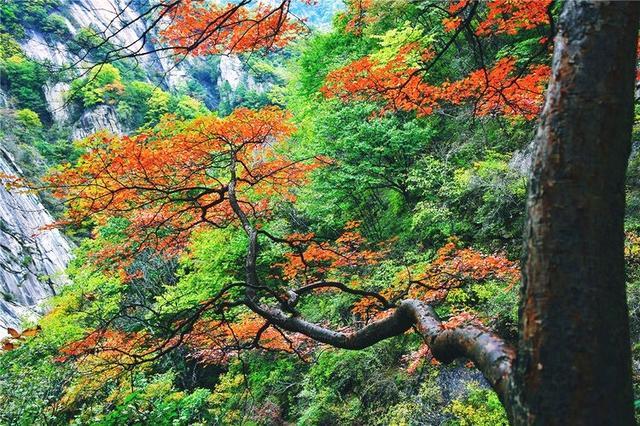 老君山在哪里_白云山的红叶美还是老君山美_老君山风景区在哪里