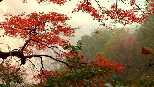 老君山风景区在哪里_白云山的红叶美还是老君山美_老君山在哪里