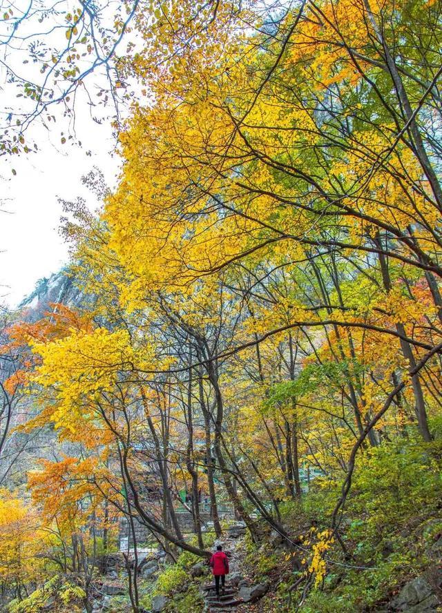 老君山风景区在哪里_老君山在哪里_白云山的红叶美还是老君山美