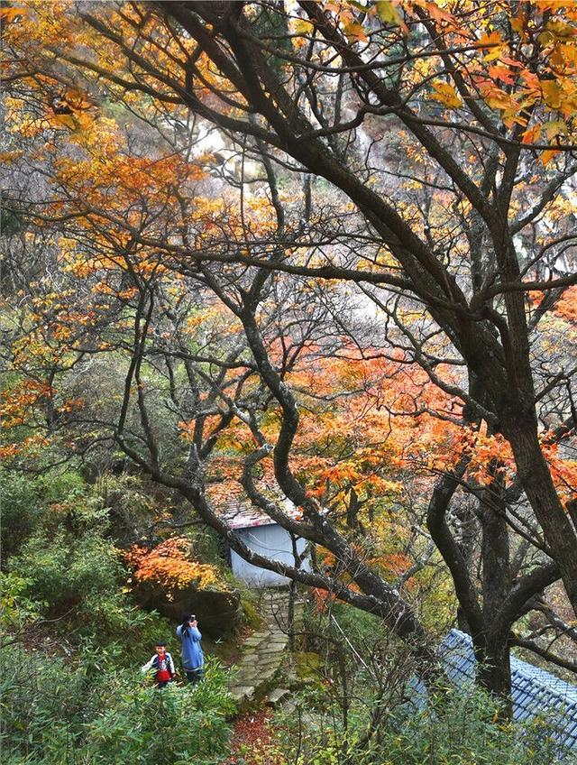 白云山的红叶美还是老君山美_老君山风景区在哪里_老君山在哪里