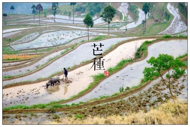 芒种的意思种寓意_芒种芒的意思_芒种是什么意思