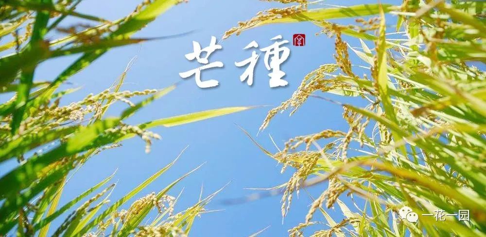 芒种的意思种寓意_解释一下芒种是什么意思_芒种是什么意思