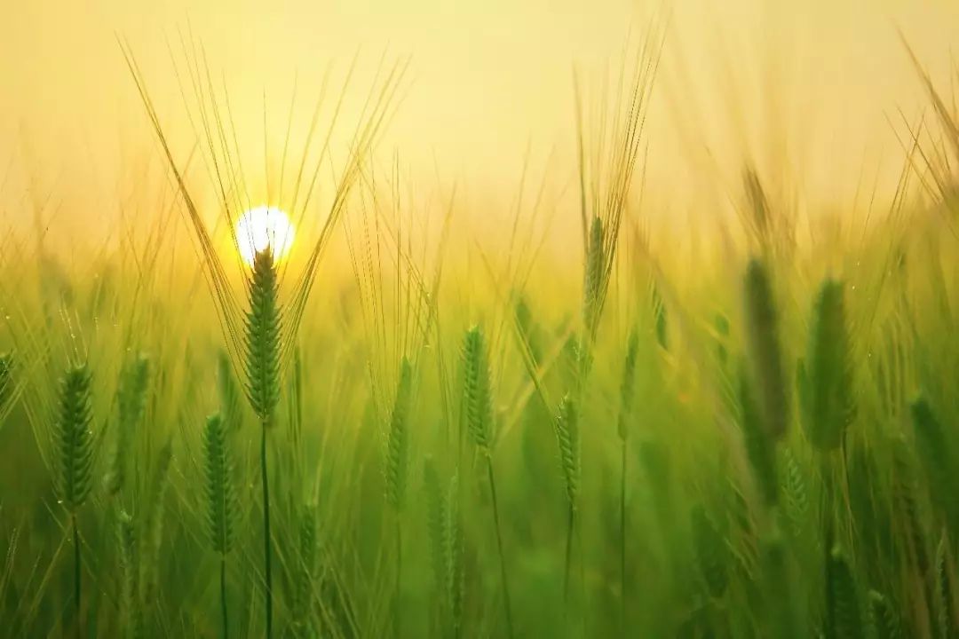 芒种是什么意思_芒种芒的意思_芒种的意思种寓意