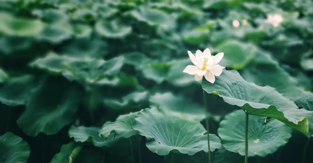 立夏是什么意思_立夏是什么意思_立夏是什么意思