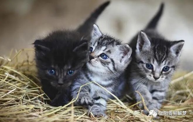 预兆猫梦见女人是什么意思_男人梦到女人和猫是什么意思_女人梦见猫是什么预兆