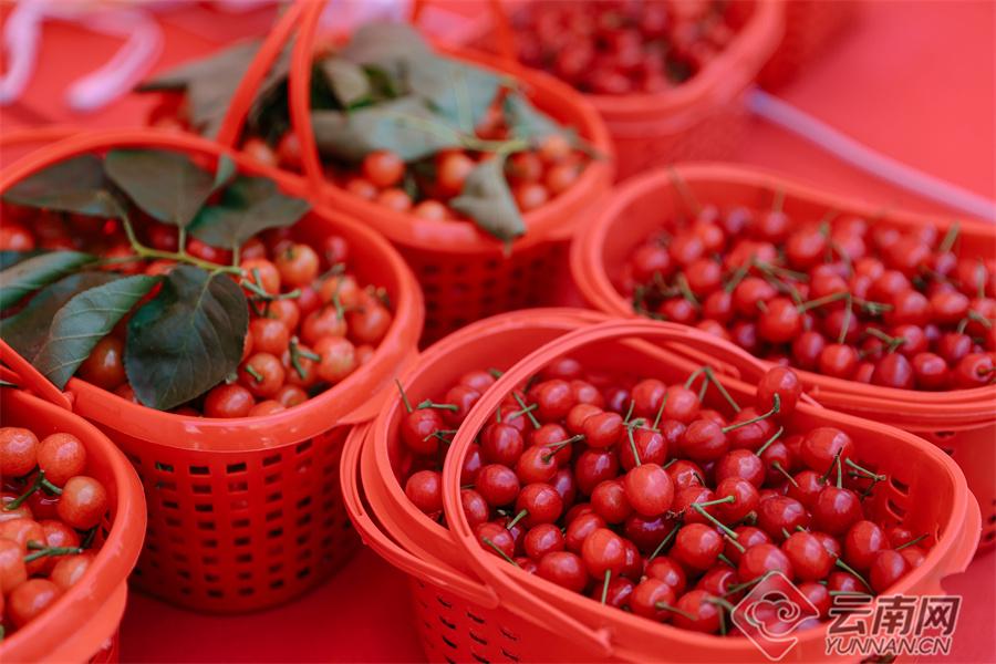 樱桃的成熟期_樱桃果实成熟_樱桃什么时候成熟