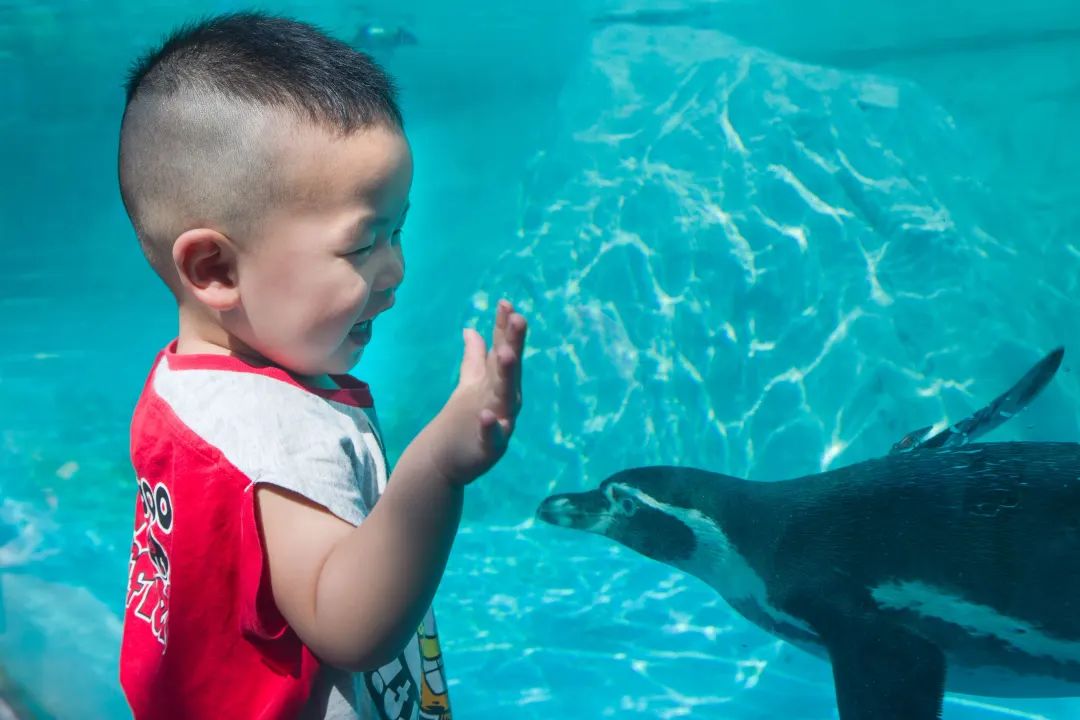 济南动物园门票降价_济南动物园门票多少钱_济南动物园门票半价吗